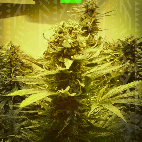 Old Mandarine auto