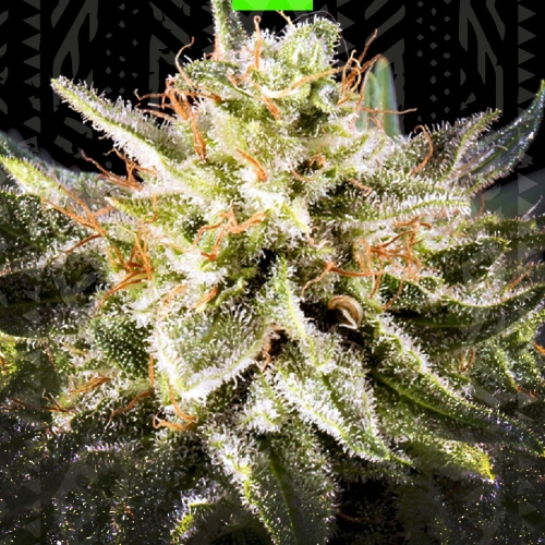 White Russian Auto