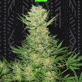 White Russian Auto