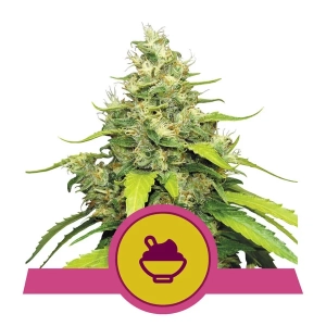 Blue gelato Hanfsamen