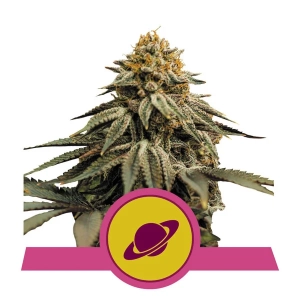 Royal Skywalker Hanfsamen