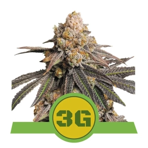 Triple G Automatic Hanfsamen