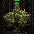 SWEET SKUNK AUTO