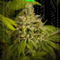 SWEET SKUNK AUTO