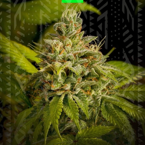 SWEET SKUNK AUTO