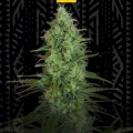CRITICAL JACK