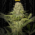 CRITICAL JACK