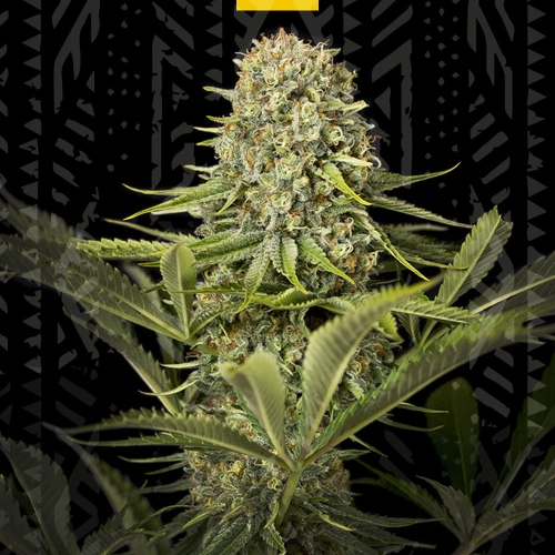 CRITICAL JACK
