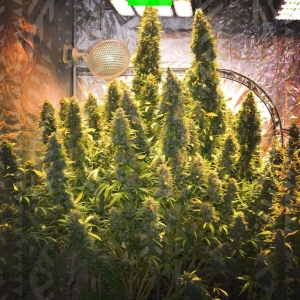 White widow xxl auto Hanfsamen