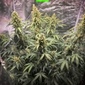 Amnesia Haze auto