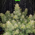 Amnesia Haze auto