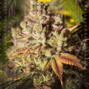Gorilla Glue  Hanfsamen