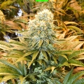 Banana Punch auto