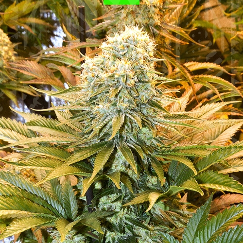 Banana Punch auto