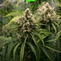 LSD auto