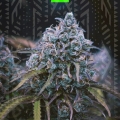 LSD auto