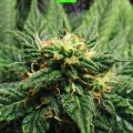 LSD auto
