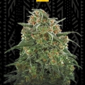 Banana Sherbet