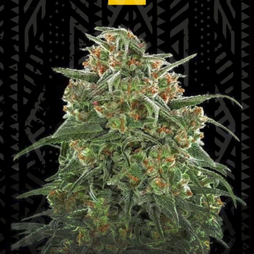 Banana Sherbet