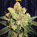 Banana Sherbet