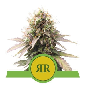 Royal runtz Automatic Hanfsamen