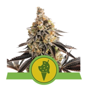 Cookies Gelato Automatic Hanfsamen