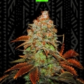 Bubble Gummer Auto