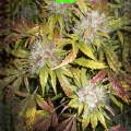 Bubble Gummer Auto