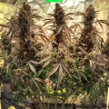 POWER PLANT AUTO