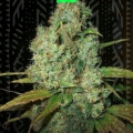 POWER PLANT AUTO