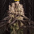PURPLE PUNCH
