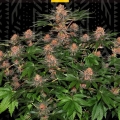 PURPLE PUNCH