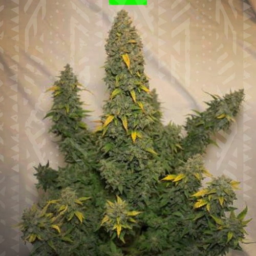 MOBY DICK AUTO