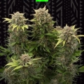 MOBY DICK AUTO