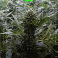 MOBY DICK AUTO
