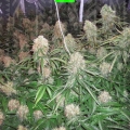 MOBY DICK XXL AUTO