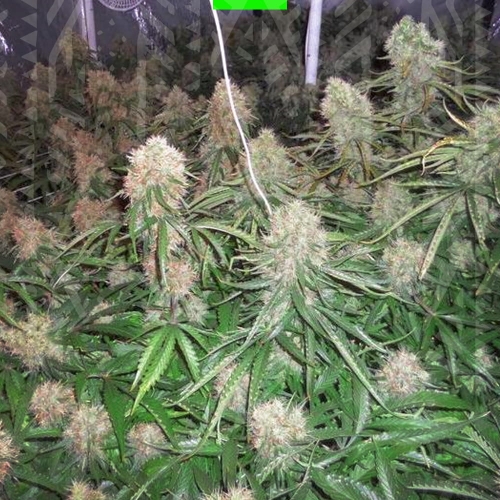 MOBY DICK XXL AUTO