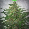 MOBY DICK XXL AUTO
