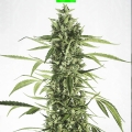MOBY DICK XXL AUTO
