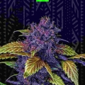 PURPLE LEMONADE AUTO