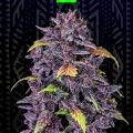 PURPLE LEMONADE AUTO