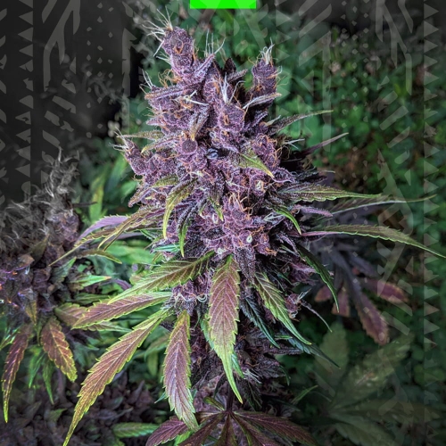 PURPLE LEMONADE AUTO
