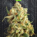 NYC DIESEL AUTO