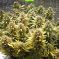 NYC DIESEL AUTO