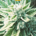 OG KUSH