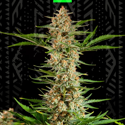 LEMON SKUNK AUTO 