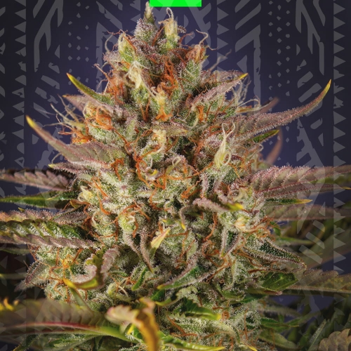MANDARINE XXL AUTO
