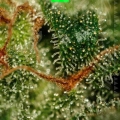 MAGNUM AUTO