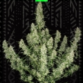 MAGNUM AUTO