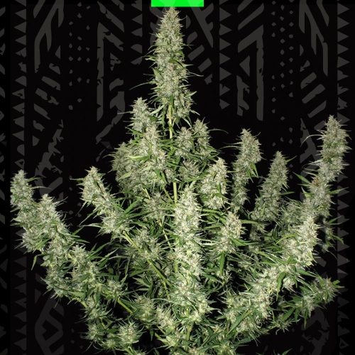 MAGNUM AUTO